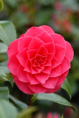 Camelia 'roger hall', Camelia