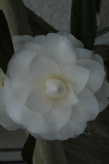 Camelia, Camelia du japon, Camelia 'swan lake'