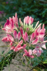 Cleome 'reine des roses', Cléome épineux 'reine des roses'