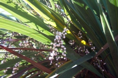 Cordyline indivisa