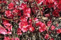 Chaenomeles speciosa