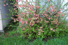 Chaenomeles speciosa 'Madame Butterfly'