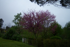 Photo de Cercis siliquastrum