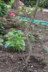 Camellia japonica 'Madame Martin Cachet'