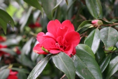 Camelia, Camelia 'général leclerc'