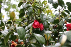 Camelia 'cruciata', Camelia