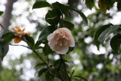 Camelia, Camelia japonica 'floradora girl'