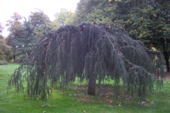 Cedrus atlantica 'Glauca Pendula'