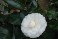 Camellia japonica 'Imbricata Alba'