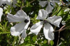 Clématite 'alba luxurians', Clematite italienne 'alba luxurians'