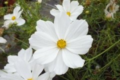 Cosmos 'sensation blanc'