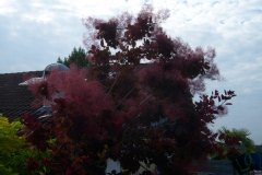 Arbre à perruque, Fustet, Arbre à perruques 'royal purple'