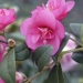 Camellia 'Gay Baby'