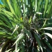 Cordyline indivisa