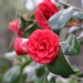 Camellia japonica 'Bella Lambertii'