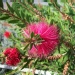 Goupillon, Rince bouteille, Callistème, Callistemon