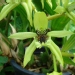 Coelogyne pandurata - 