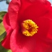 Camellia 'alain barbe torte', Camellia japonica 'alain barbe torte', Camellia, Camellia japonica