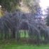 Cedrus atlantica 'Glauca Pendula'