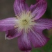 Clematis 'Asao'