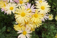 Chrysanthème, Chrysanthème d'automne 'schwefelglanz'