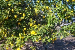 Citrus limon