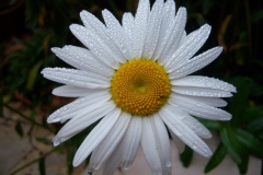 Chrysanthème, Marguerite