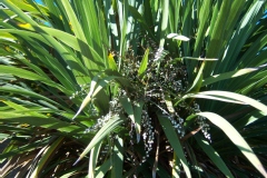 Cordyline indivisa