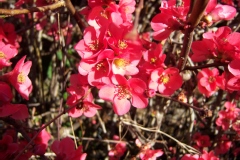 Chaenomeles speciosa