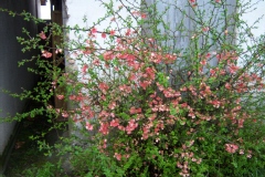 Chaenomeles speciosa 'Madame Butterfly'