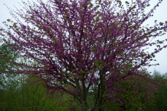 Photo de Cercis siliquastrum