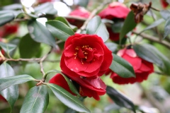 Camelia, Camelia 'saint philibert'