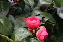 Camelia 'cruciata', Camelia