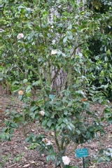 Camellia japonica 'Floradora Girl'