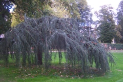 Cedrus atlantica 'Glauca Pendula'