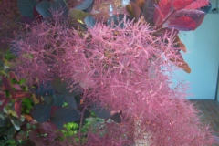 Photo de Cotinus coggygria 'Royal Purple'