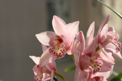 Cymbidium Pretty Pink