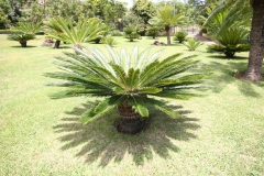 Palmier fougère, Sagoutier, Cycas du japon, Sagou du japon