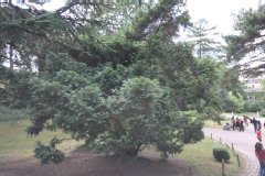 Cephalotaxus de fortune