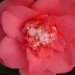 Camelia, Camelia du japon, Camelia 'chandleri elegans'