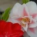 Camelia, Camelia du japon, Camelia 'lady vansittart'