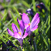 Crocus sativus - Crocus de thomas, Safran