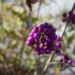 Callicarpa bodinieri var. giraldii