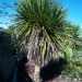 Cordyline indivisa