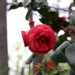 Camellia japonica 'Bella Lambertii'