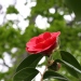 Camellia japonica 'Adolphe Audusson'