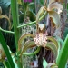 Cymbidium tracyanum - 