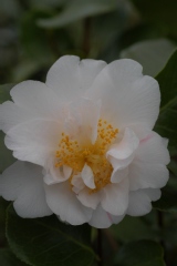 Camelia, Camelia 'scented sun'