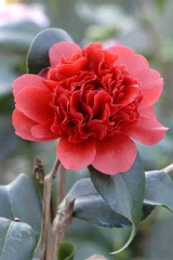 Camelia 'takanini', Camelia du japon 'takanini'