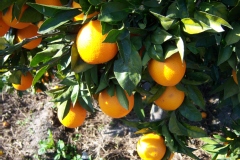 Citrus sinensis 'Maltaise'